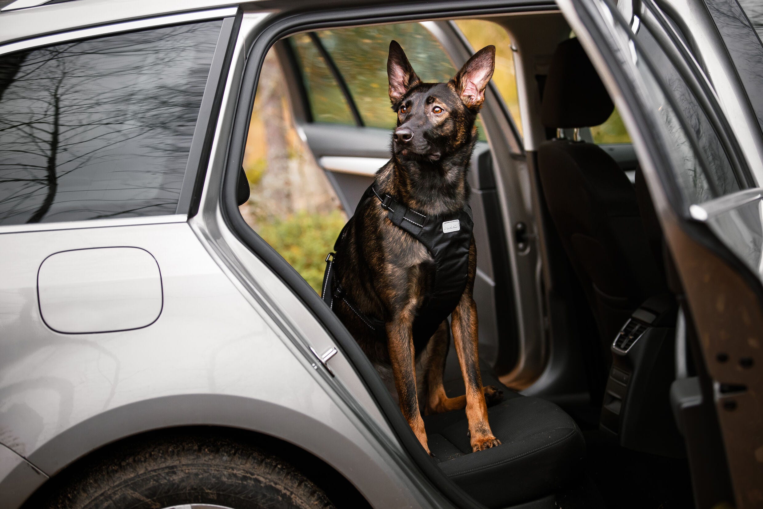 Skoda dog harness online