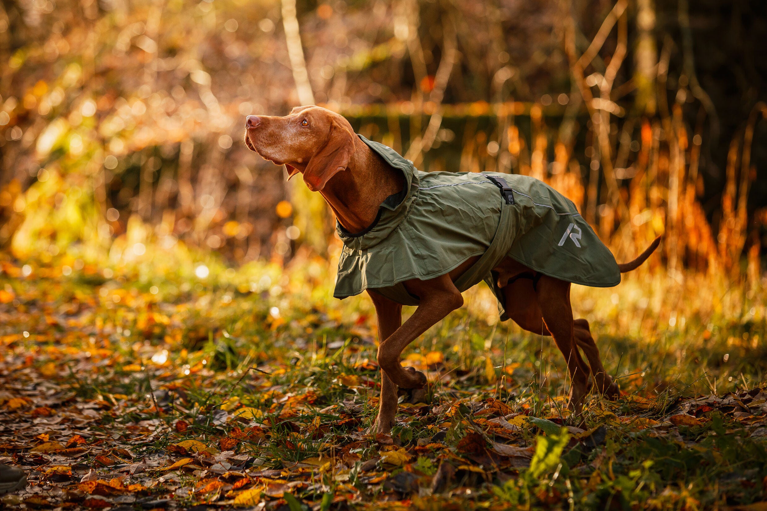 Vizsla raincoat new arrivals
