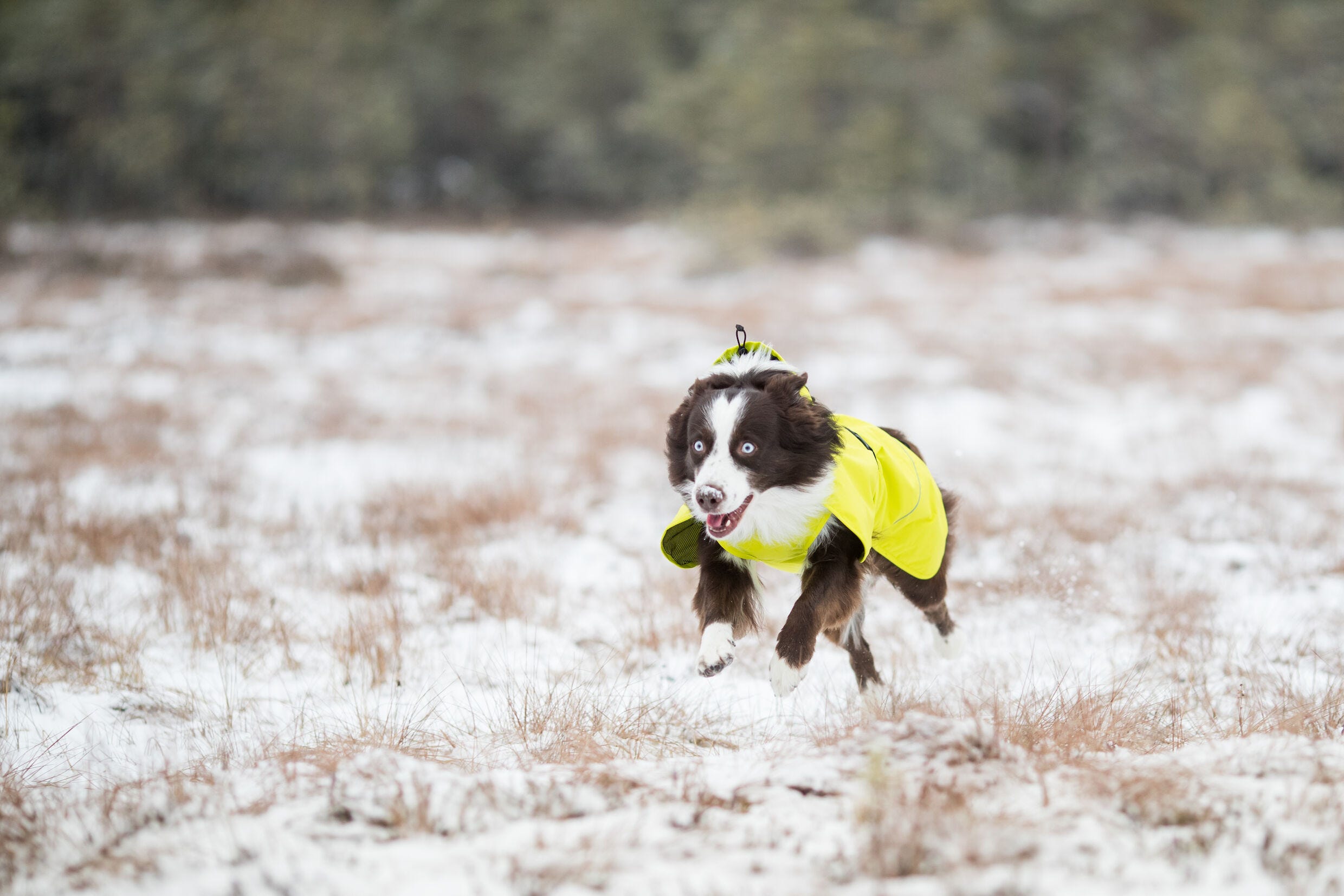 Bernese mountain dog online raincoat