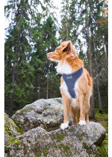 Rukka pets Comfort air harness
