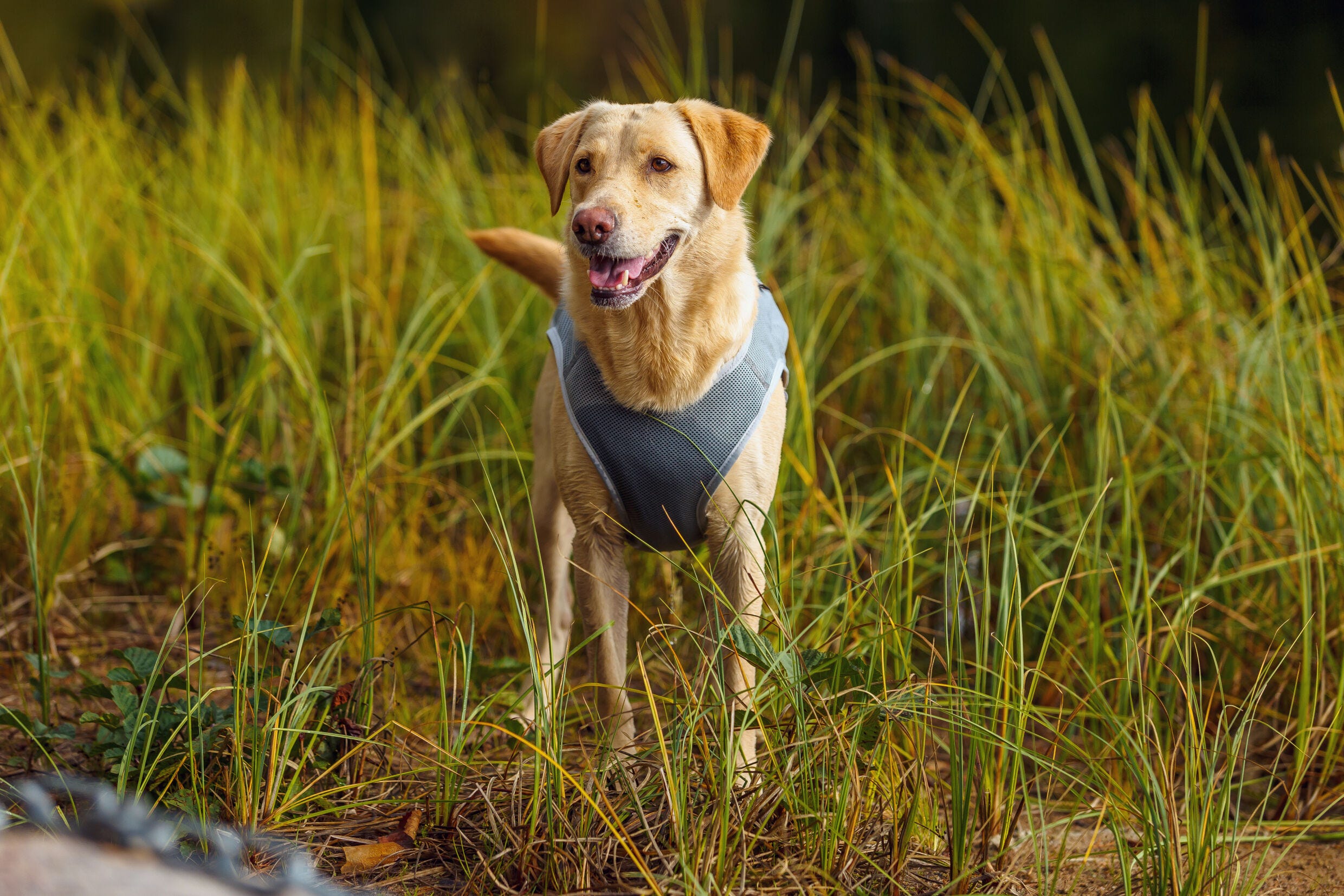 Rukka pets Cooling vest Luhta