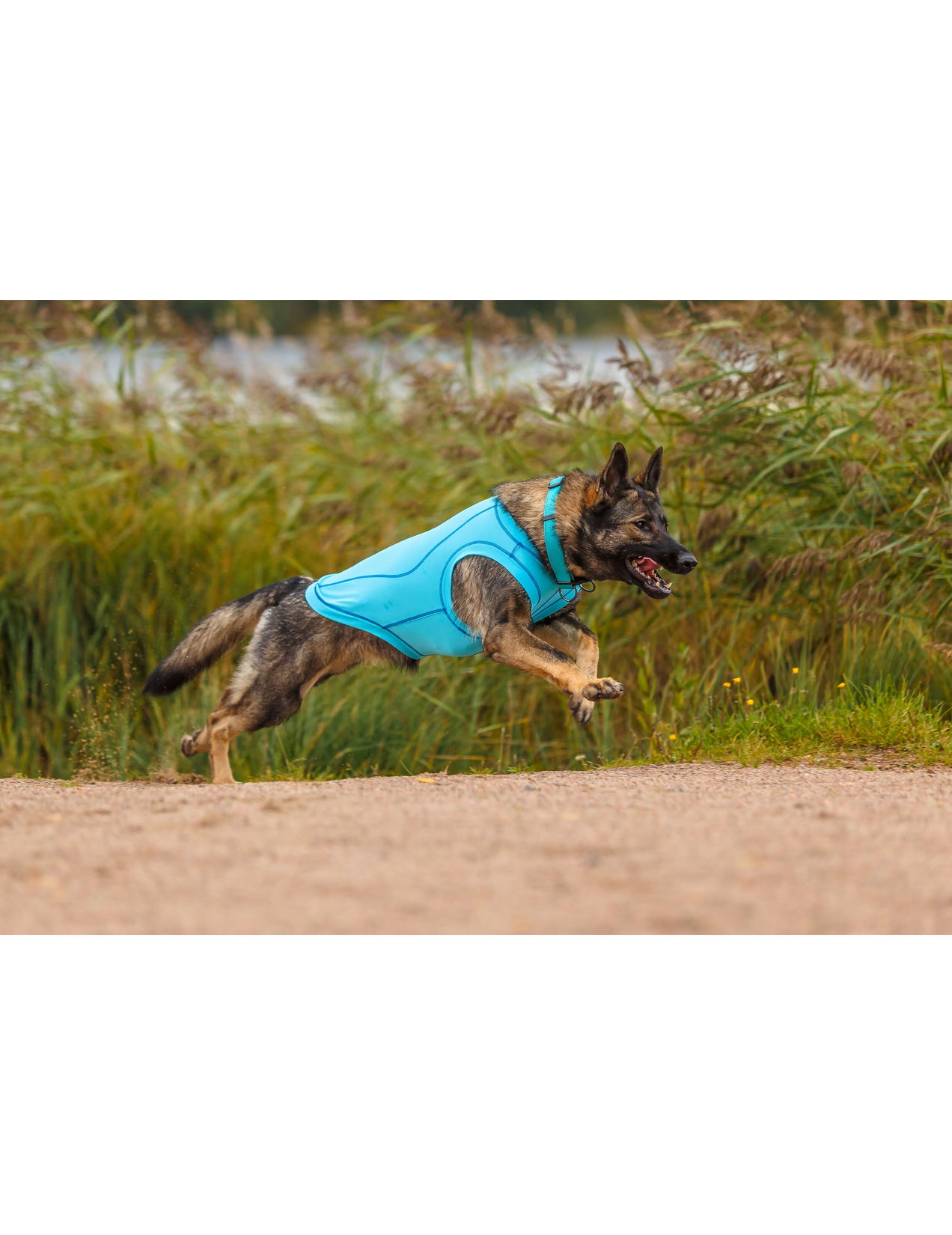 Rukka pets Chilly uv-protection