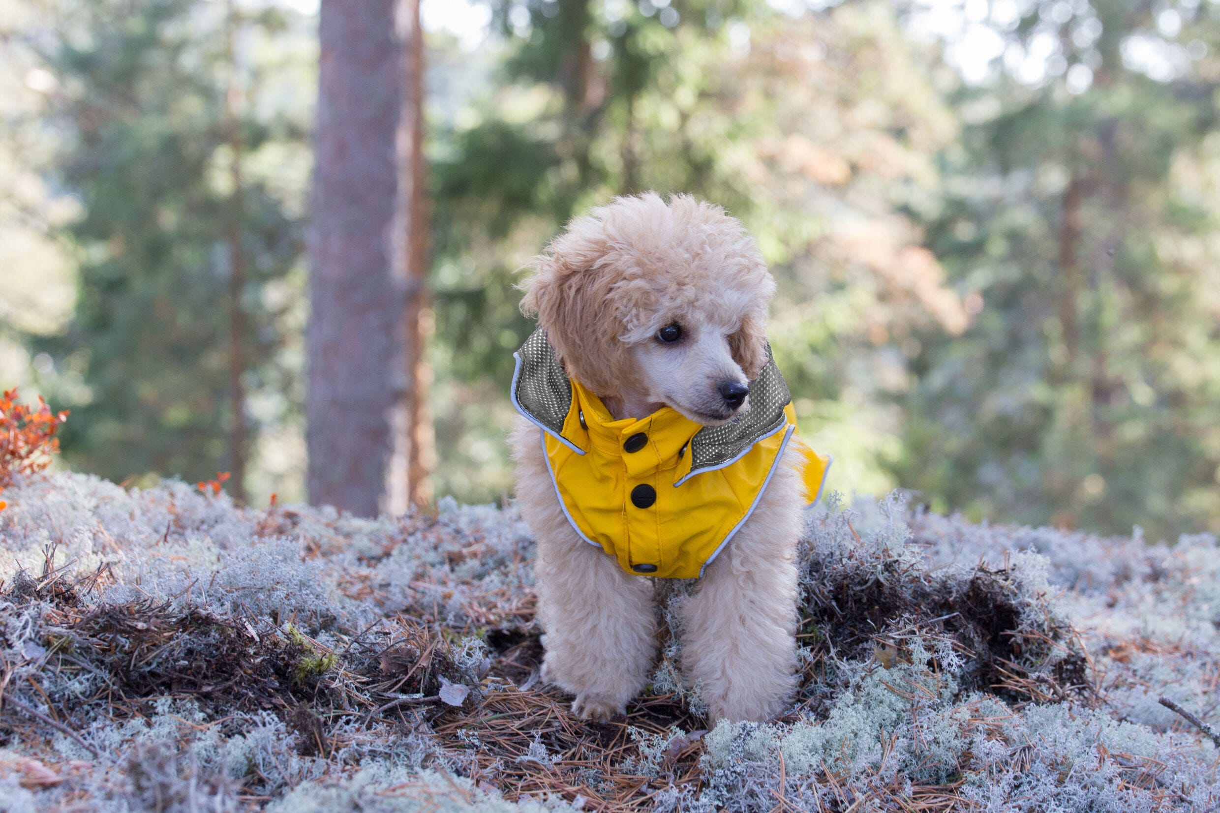 Rukka Pets Stream raincoat Luhta
