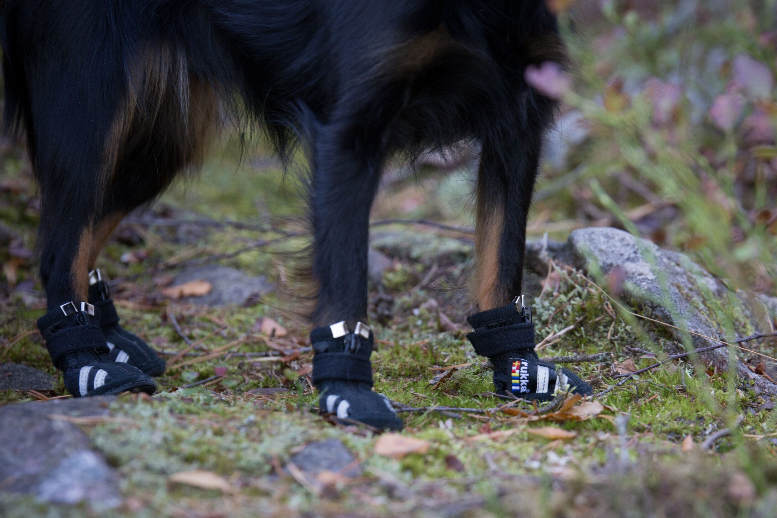 Rukka dog boots on sale
