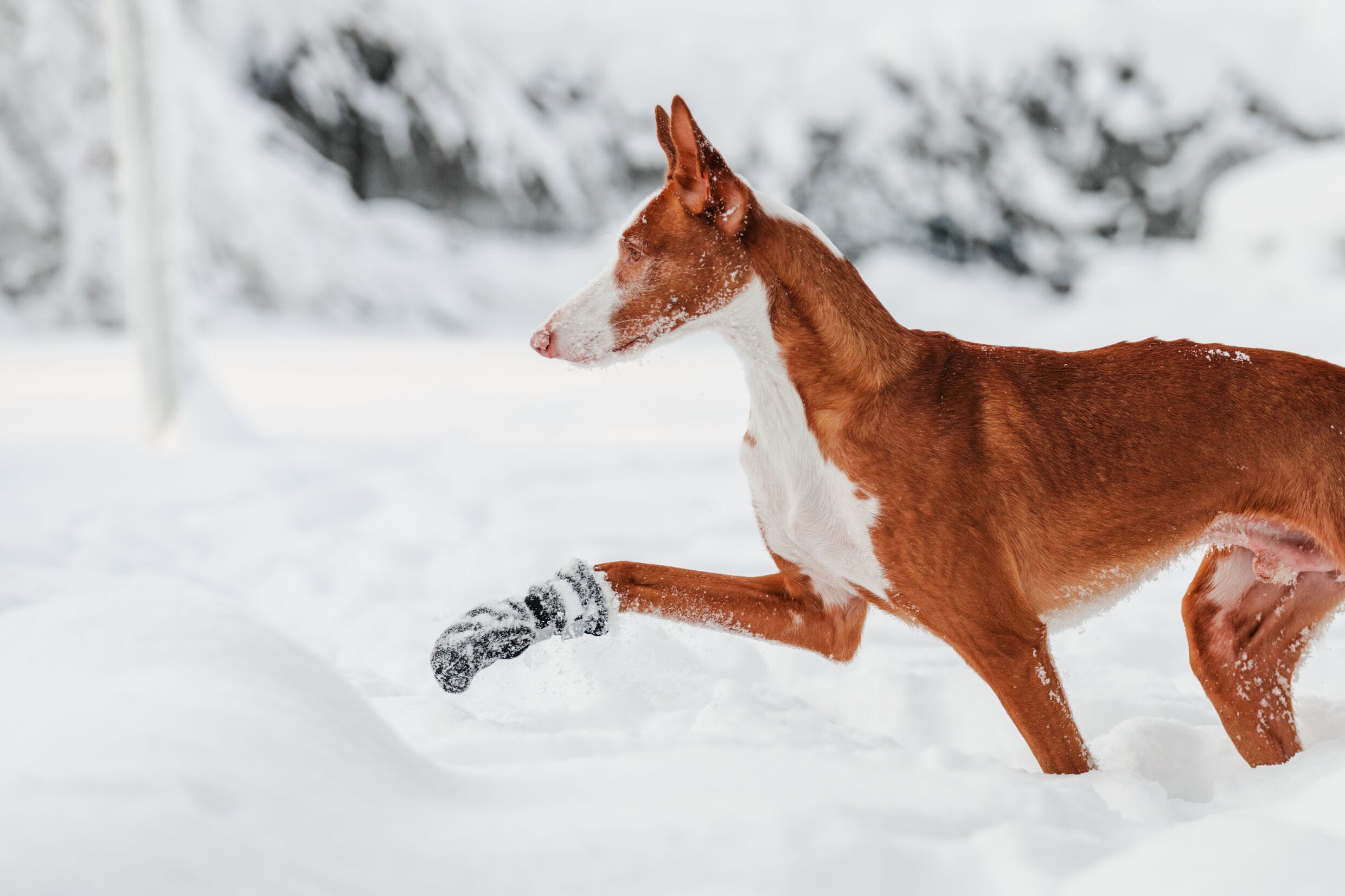 Rukka dog boots 2025
